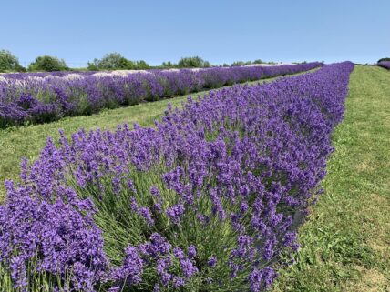 A lavender farm in Niagara-on-the-Lake.