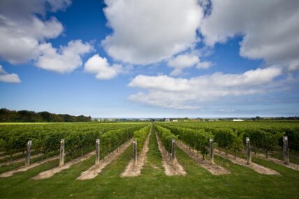 The vineyards at a winery in Niagara-on-the-Lake.