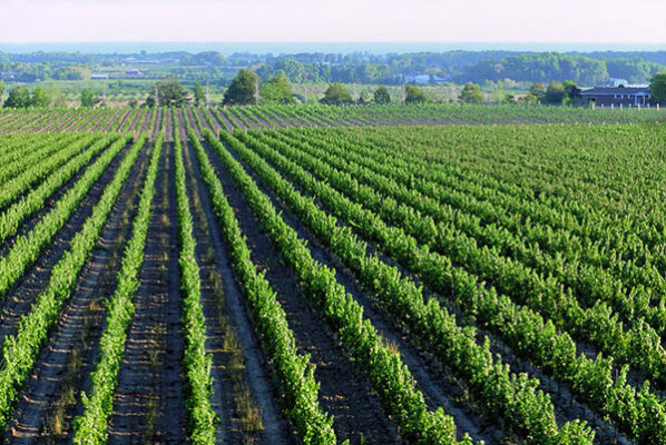 Wine Vineyard in Niagara on the Lake