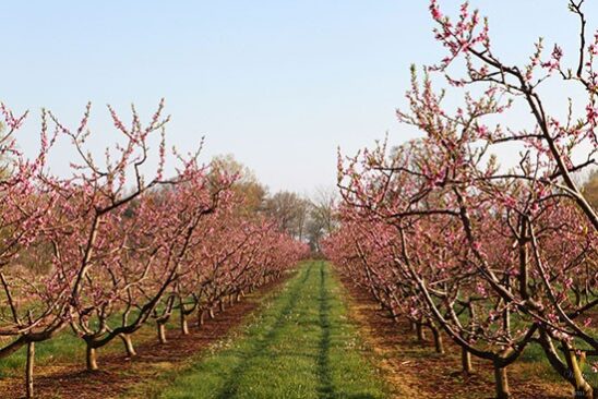 Cherry Blossom trees in Niagara on the Lake