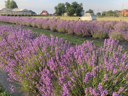 An Instagram-worthy picture of a lavender farm in Niagara-on-the-Lake.