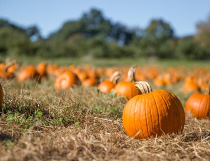 A pumpkin patch in Niagara-on-the-Lake during the fall.