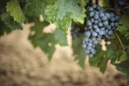 A vine with grapes being harvested in Niagara-on-the-Lake.