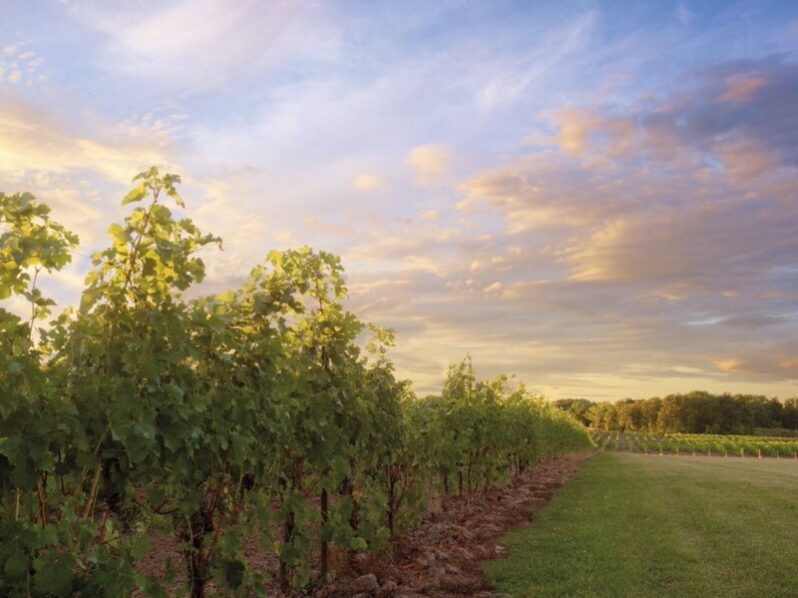 Sue-Ann Staff Winery, located in the Niagara Region