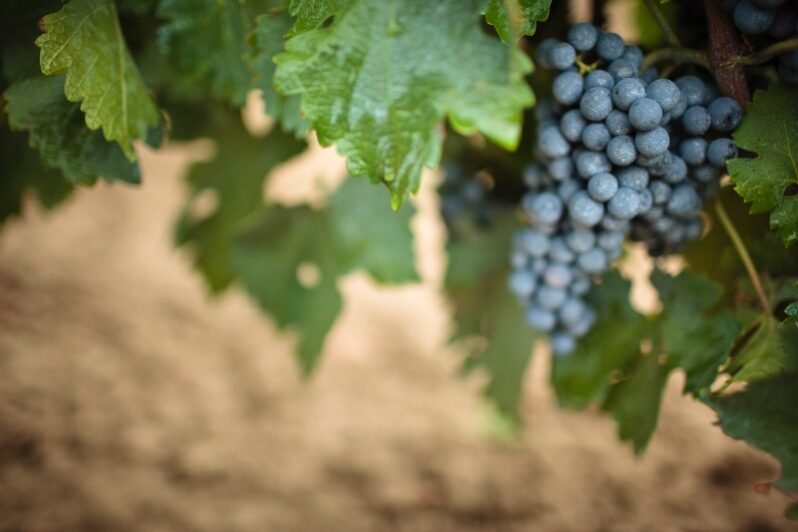 Grape vines in Niagara on the Lake