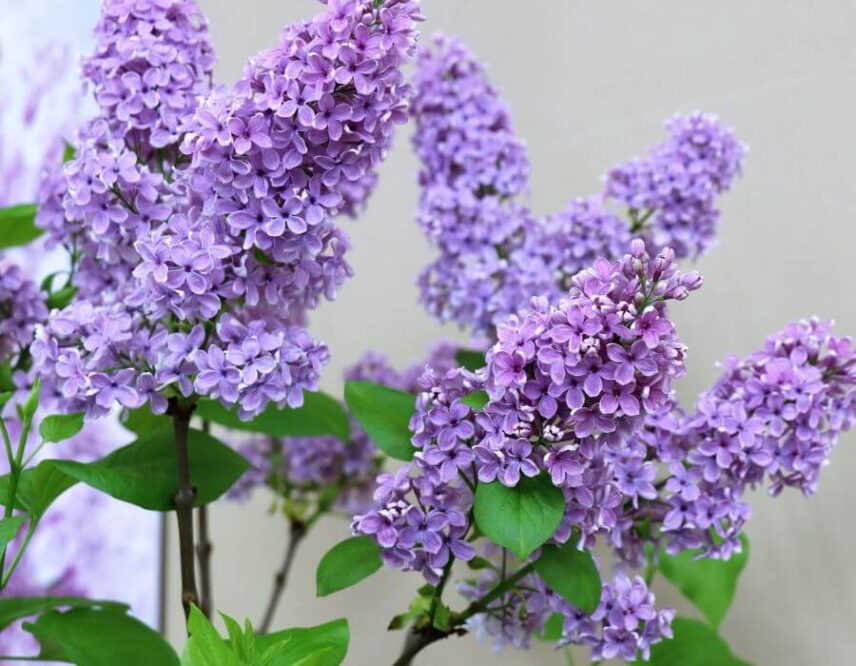 Summer lilac store