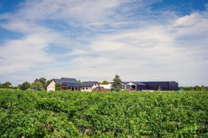 Vineyard weddings at Big Head Wines in Niagara.