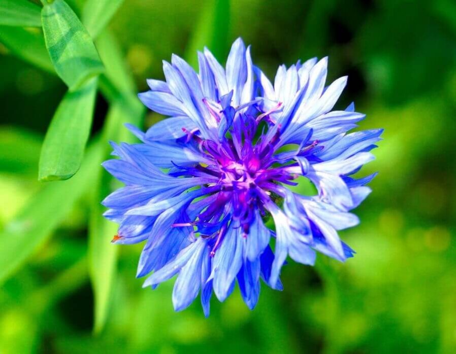 Spring flowers in Niagara-on-the-Lake.