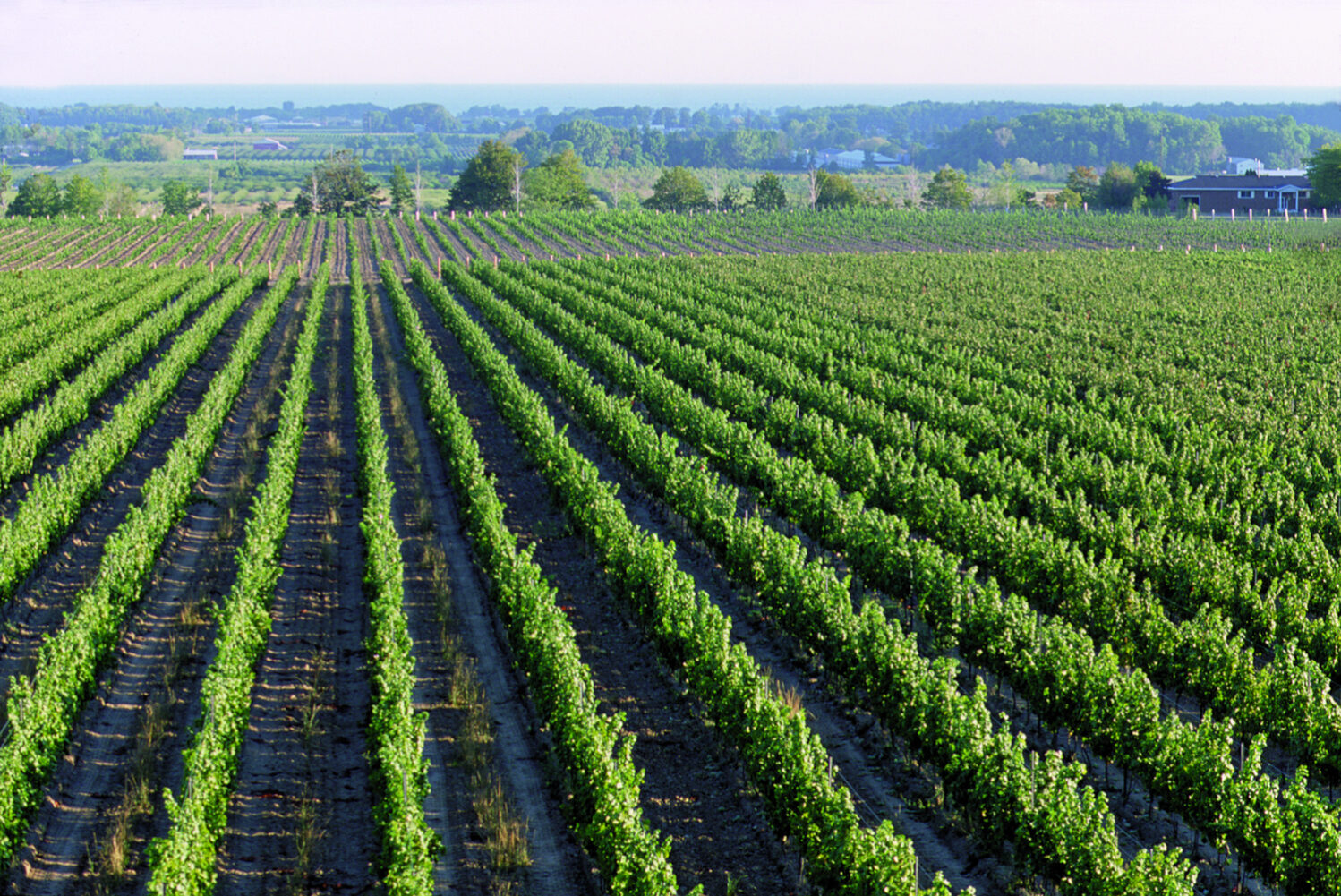 Vineyard in Niagara-on-the-Lake