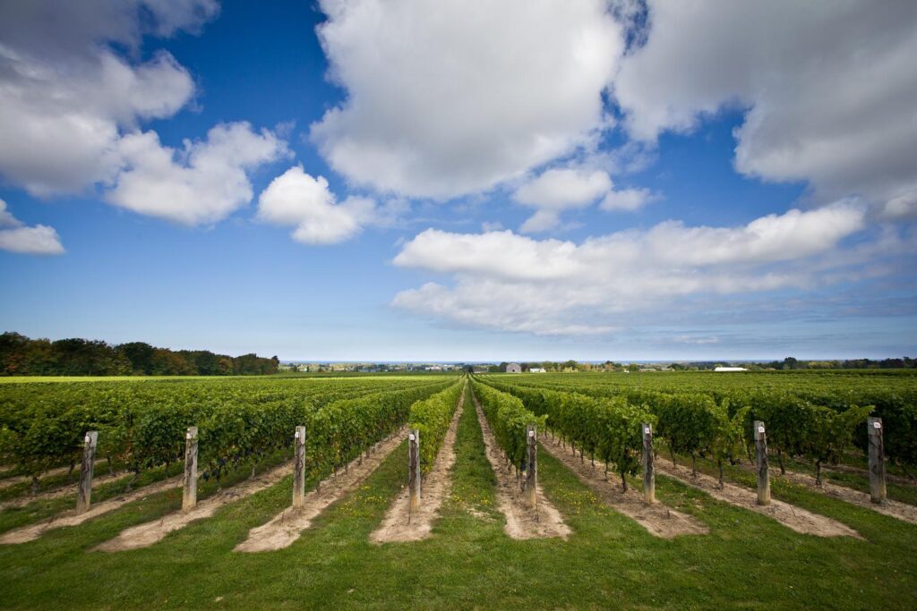 The vineyards in Jordan Village.