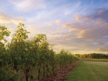 The vineyards at Sue-Ann Staff Winery in the Niagara Benchlands.