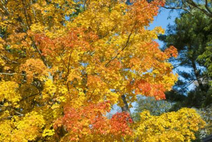 Autumn leaves in Niagara-on-the-Lake.