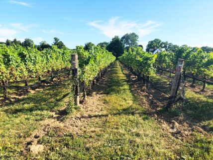 Golden hour in the vineyards in Niagara-on-the-Lake.